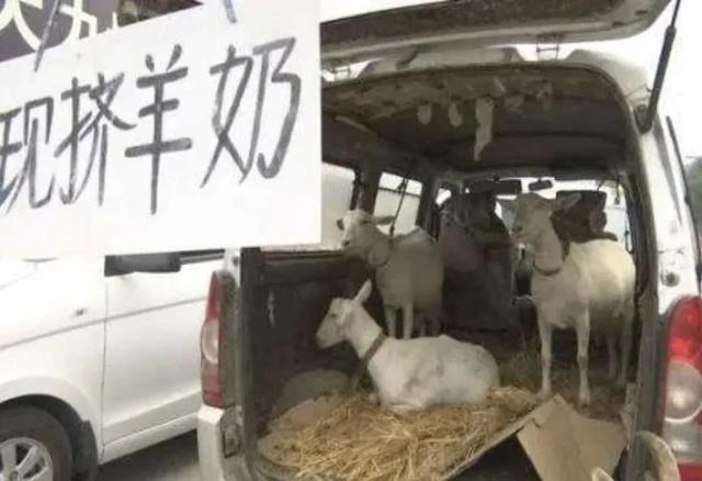 陕西布病最新事件论述，最新进展与关注焦点