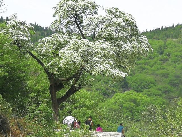 黄花梨家具价格背后的友情故事