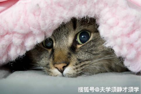 最新猫段子，萌猫日常趣事与温馨友情的精彩瞬间